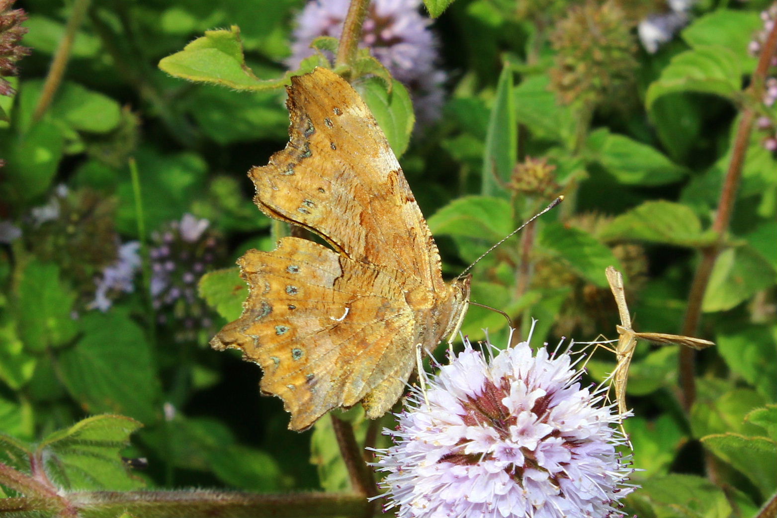 Polygonia c-album o egea ? - c-album